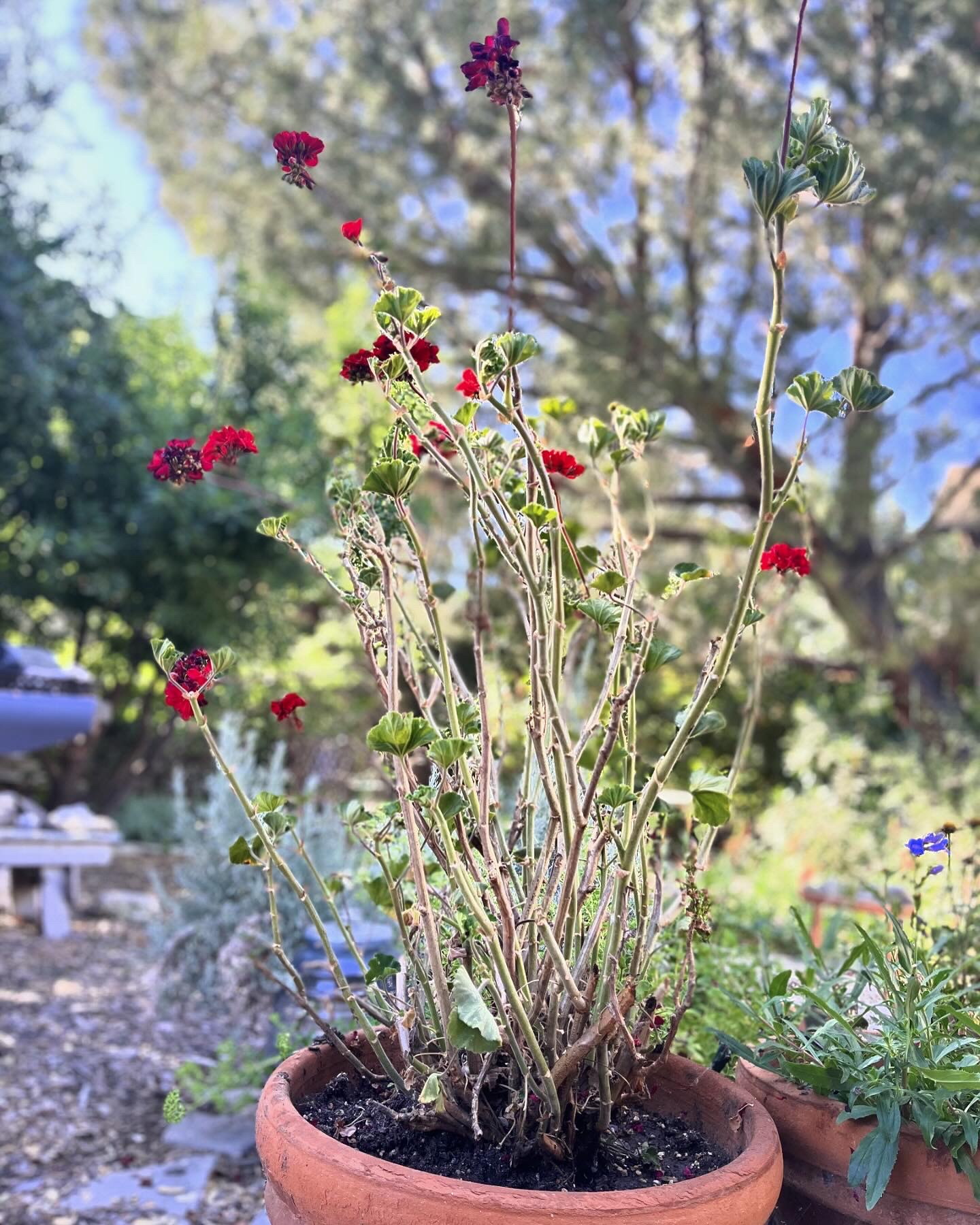 Geranium as Ocotillo